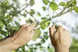 Cellfast hooked grafting knife - Tarvikevaraosat - 87-428 - 3